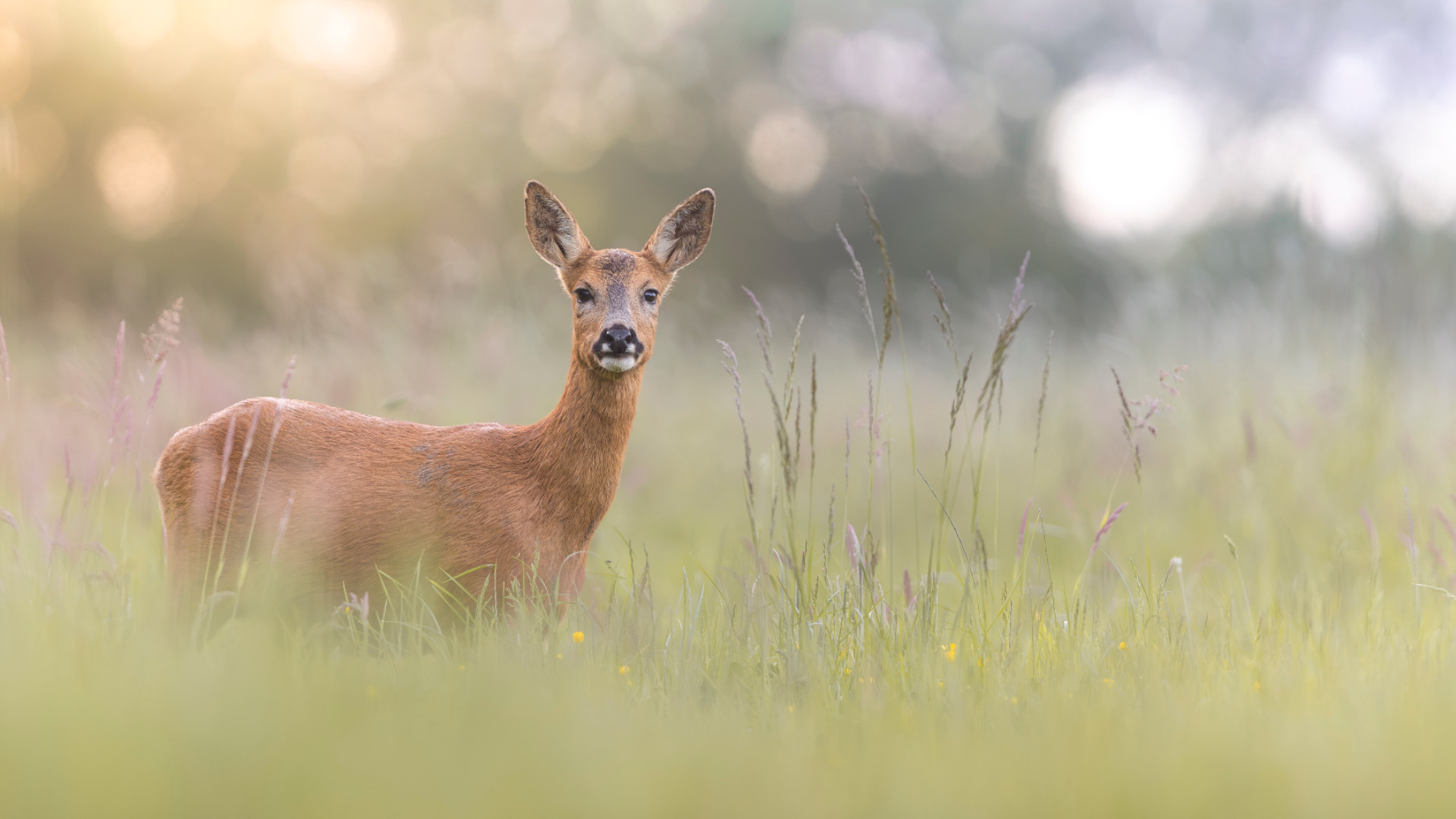 Photo animalière