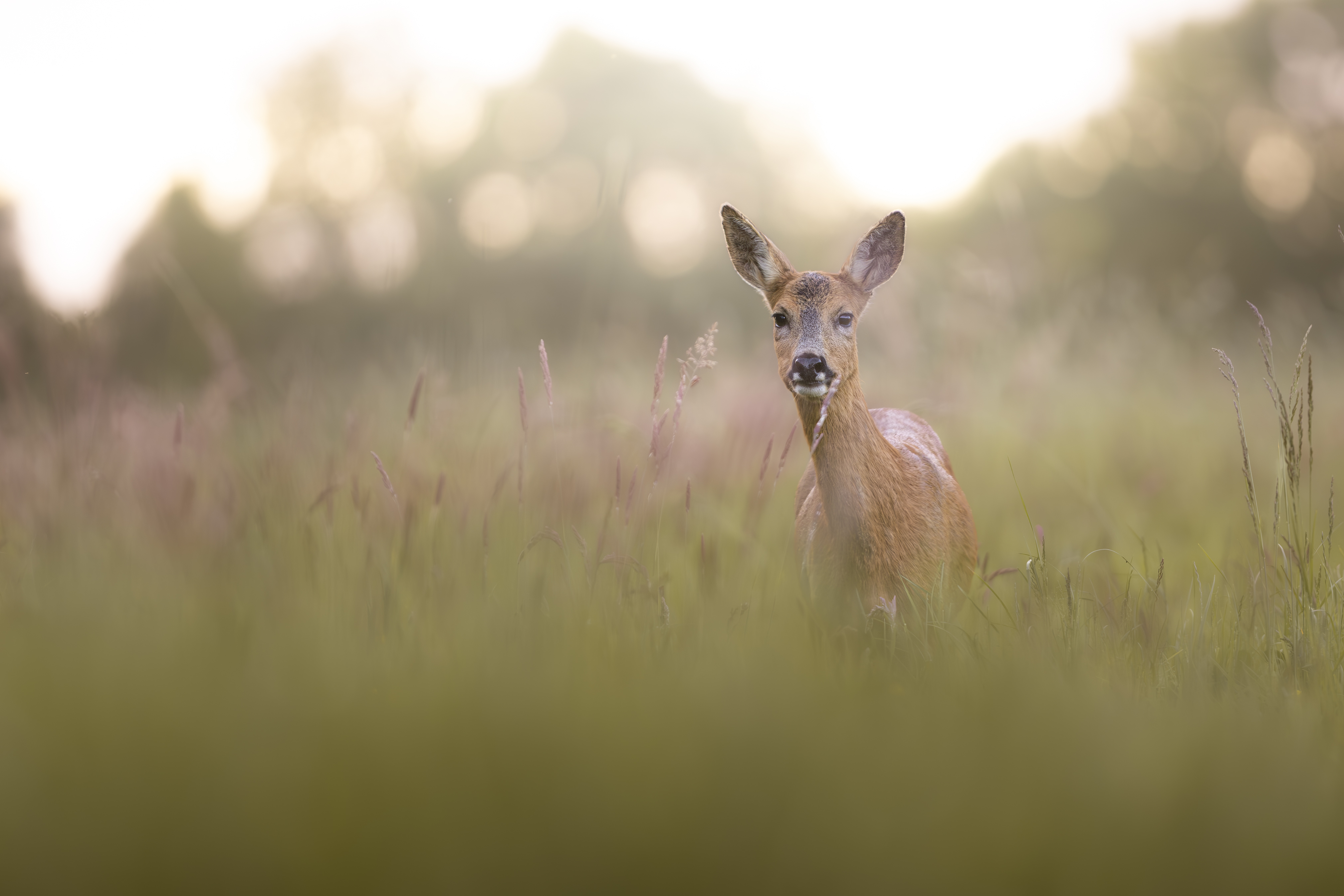 Photo animalière — photo 1
