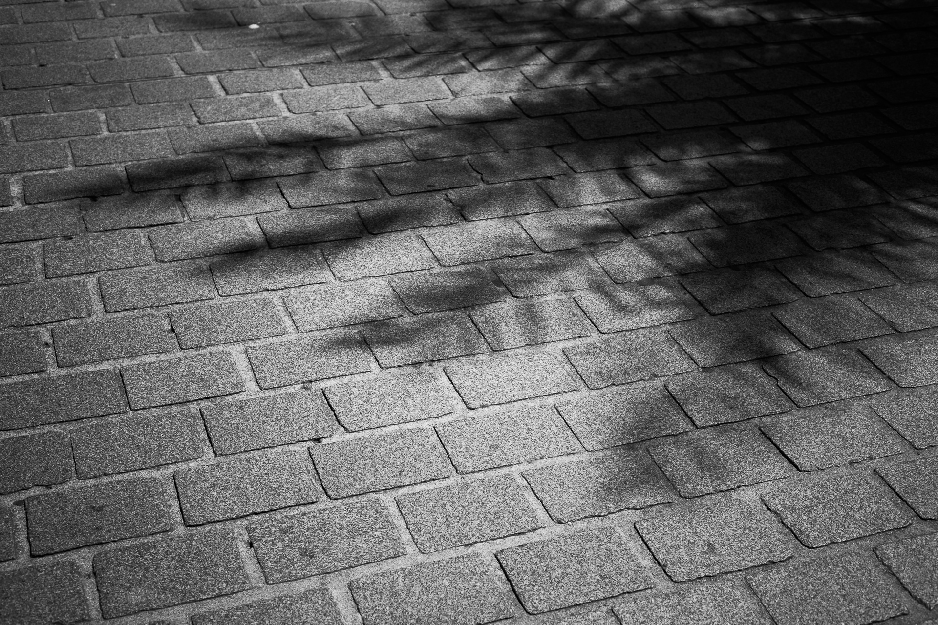 Le noir et blanc — photo 9