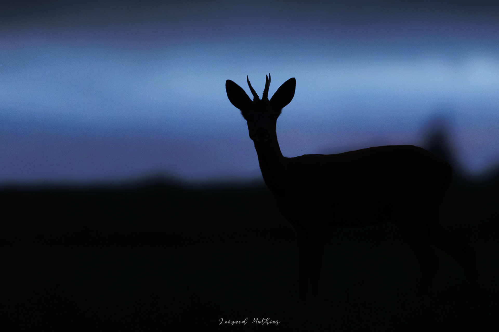Photo animalière — photo 4