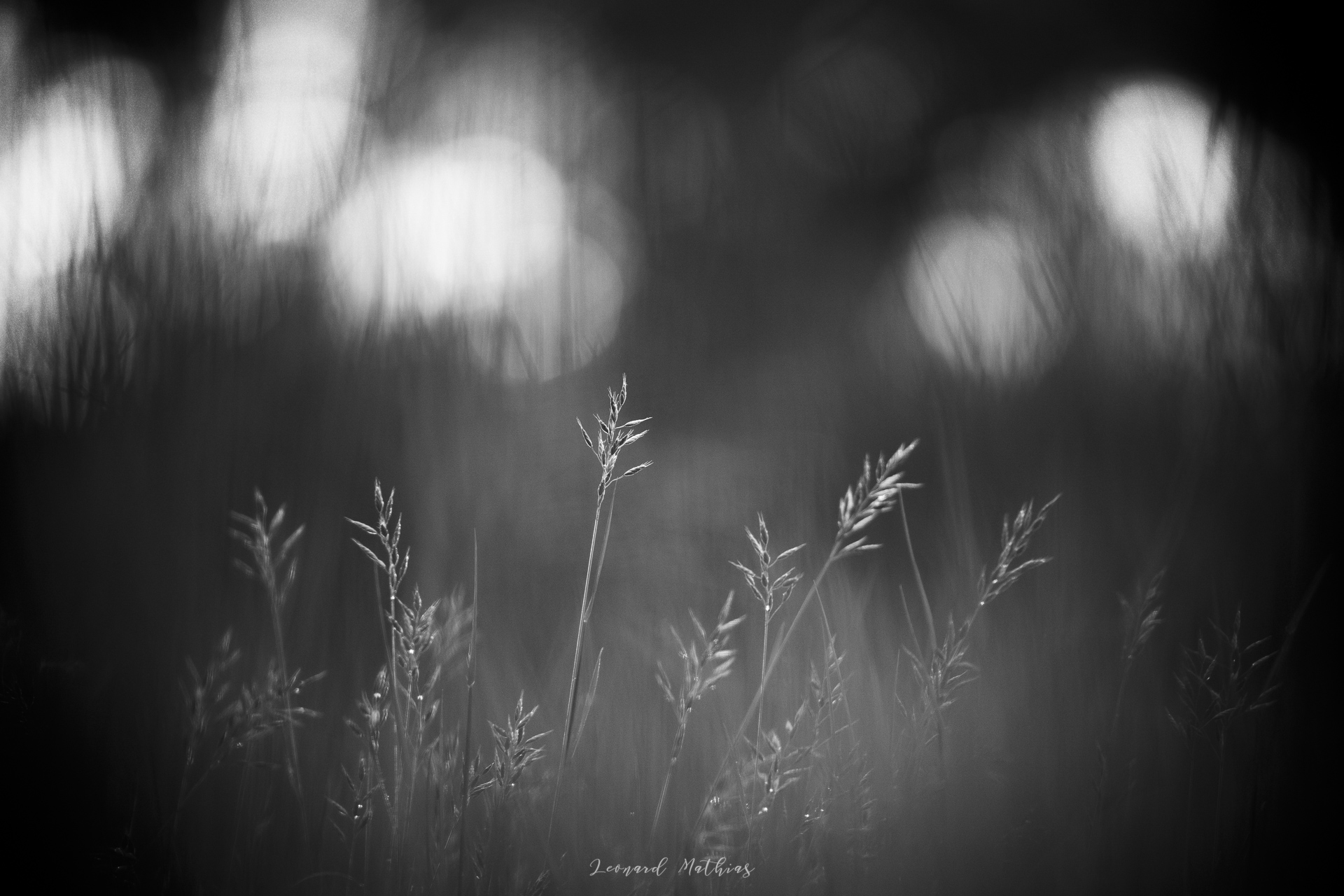Balade photo en forêt de Marchiennes — photo 1