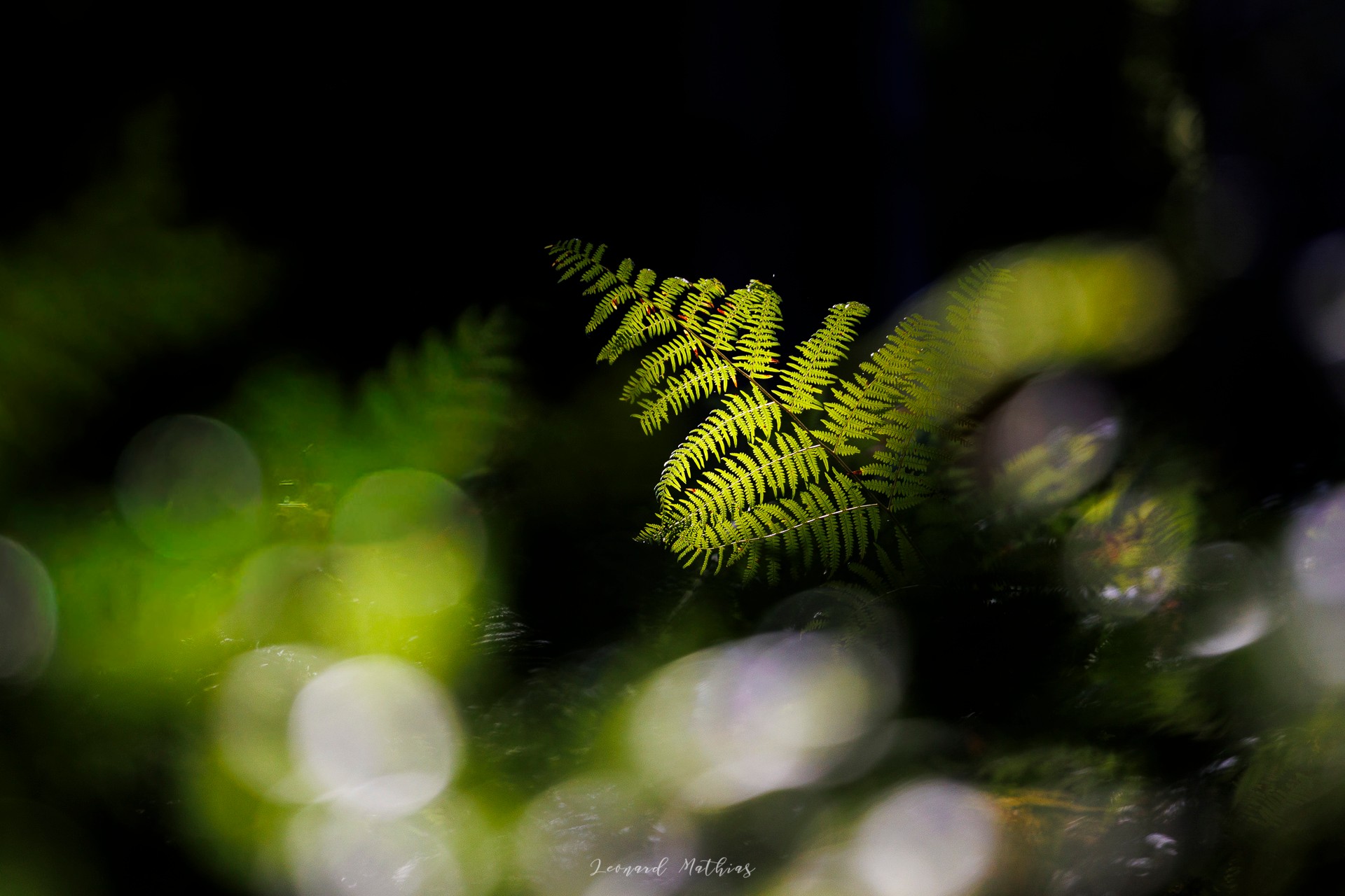 Balade photo en forêt de Marchiennes — photo 8