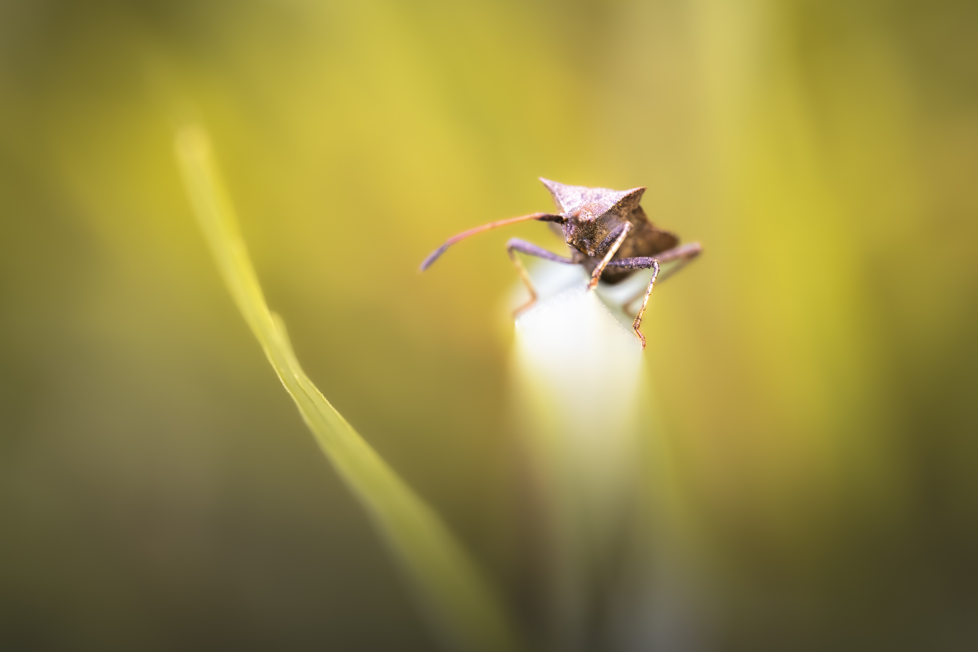 La macrophotographie — photo 1