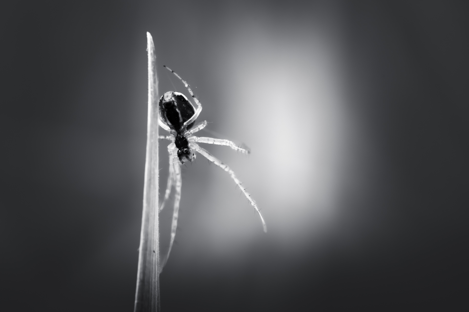 La macrophotographie — photo 2