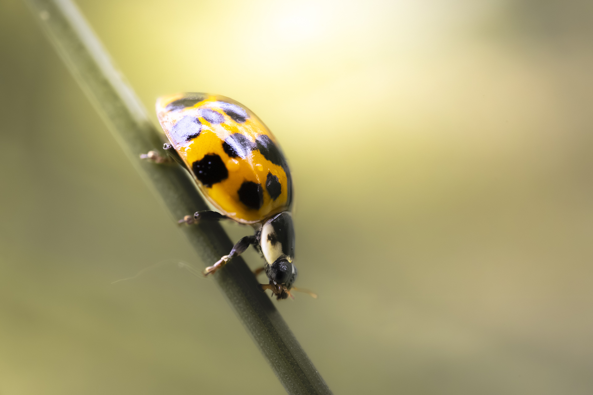 La macrophotographie — photo 4
