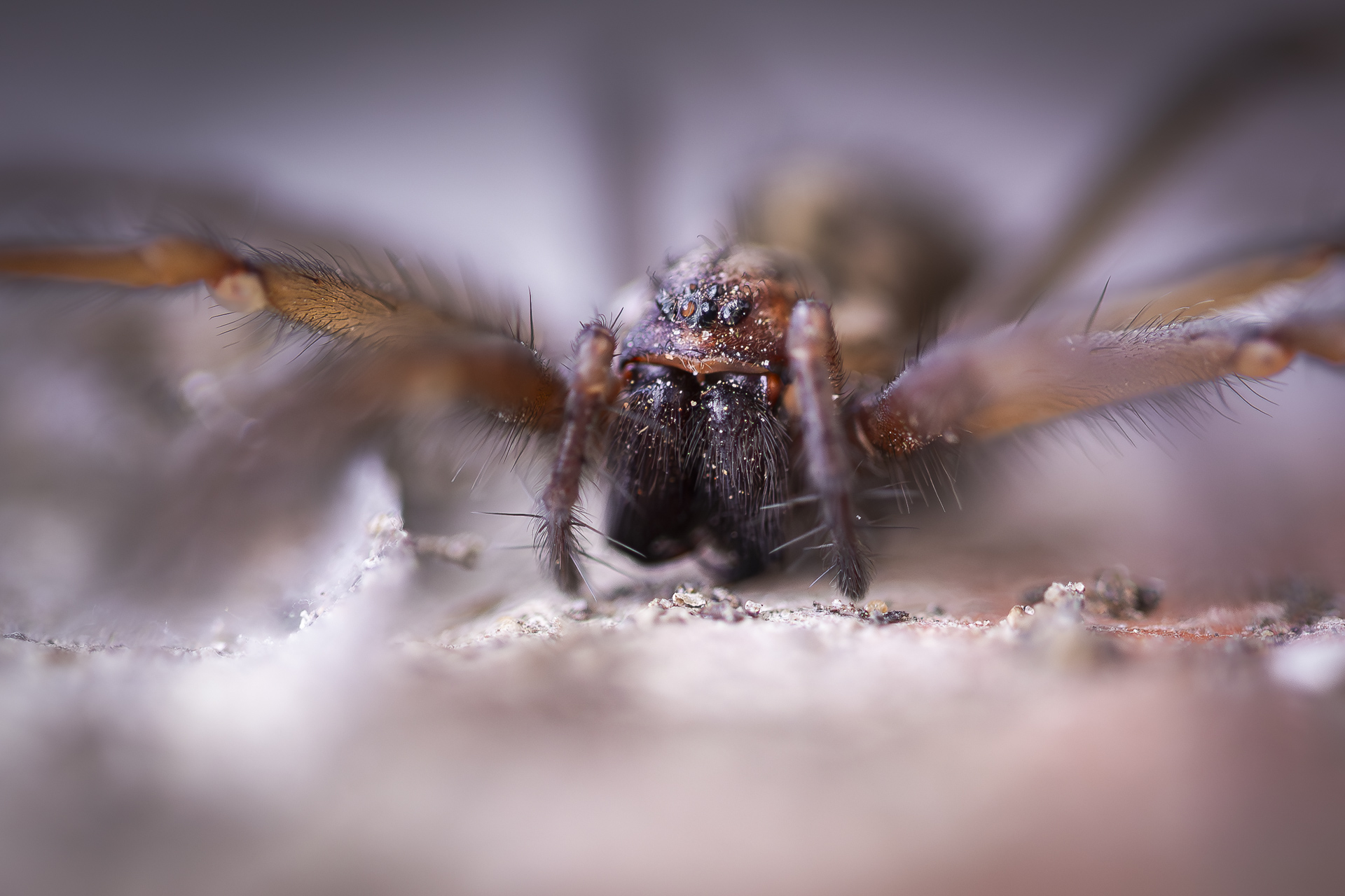 La macrophotographie — photo 7