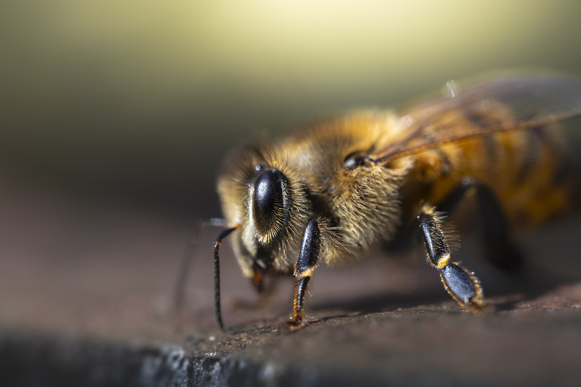 La macrophotographie — photo 8