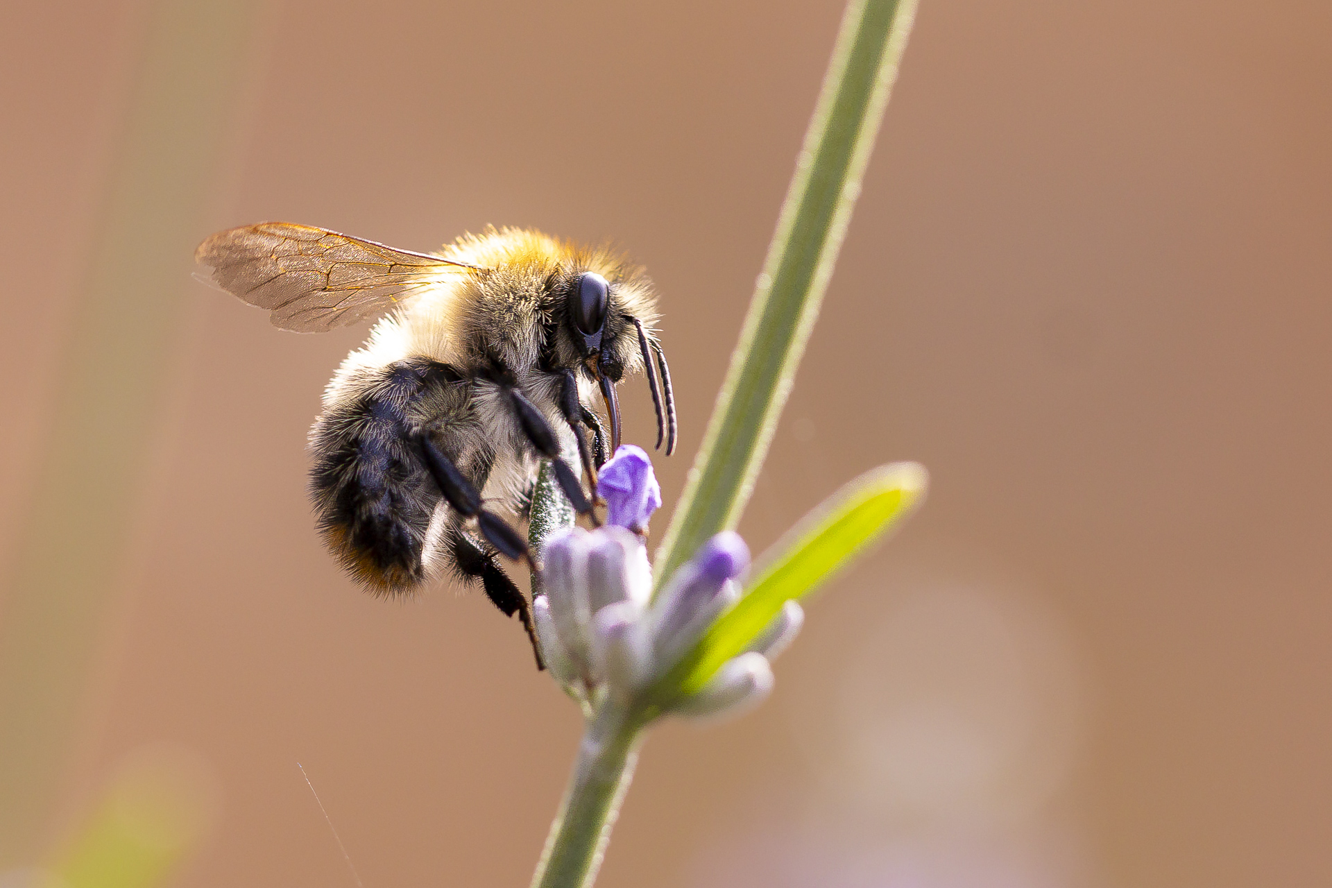 La macrophotographie — photo 10