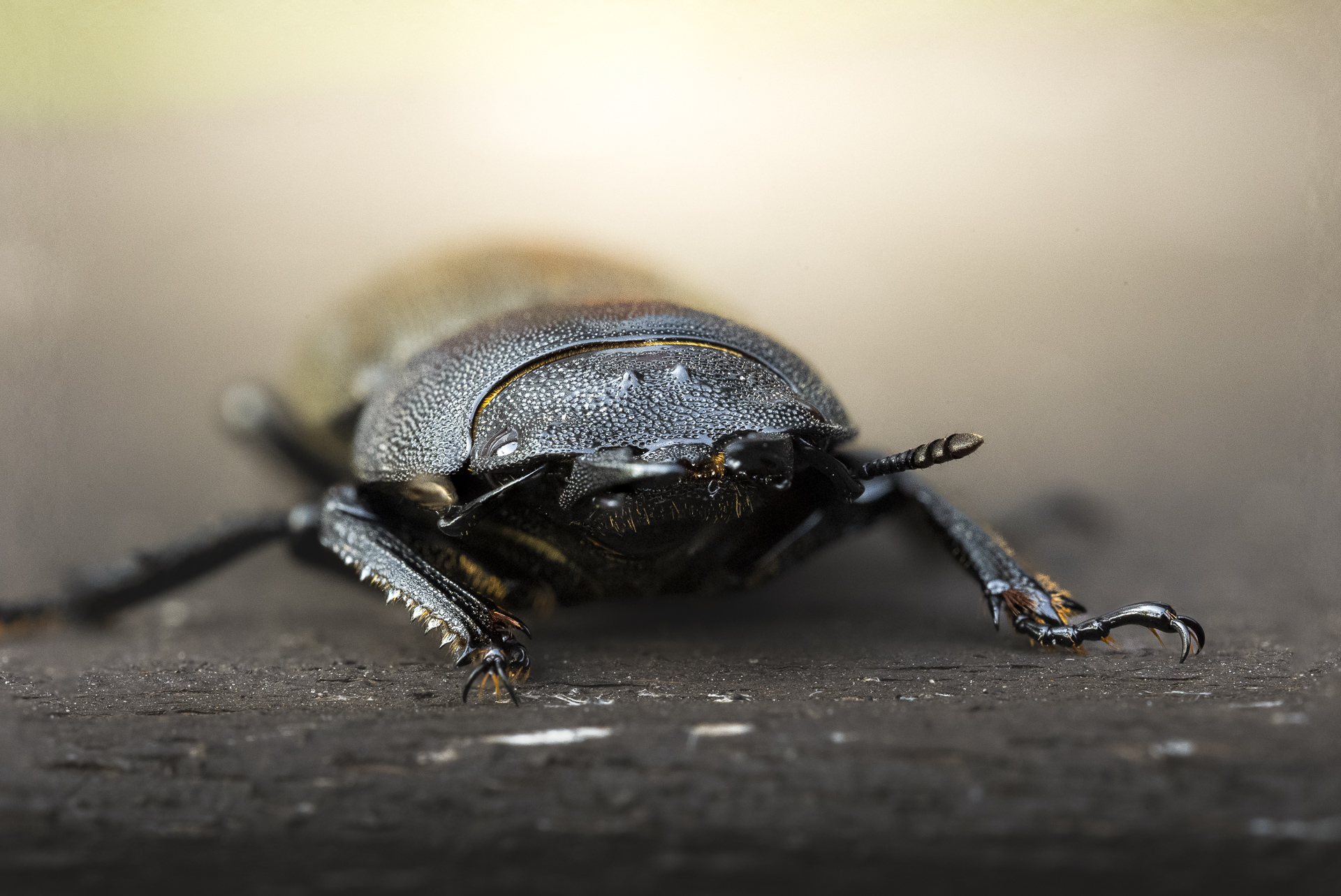 La macrophotographie — photo 11