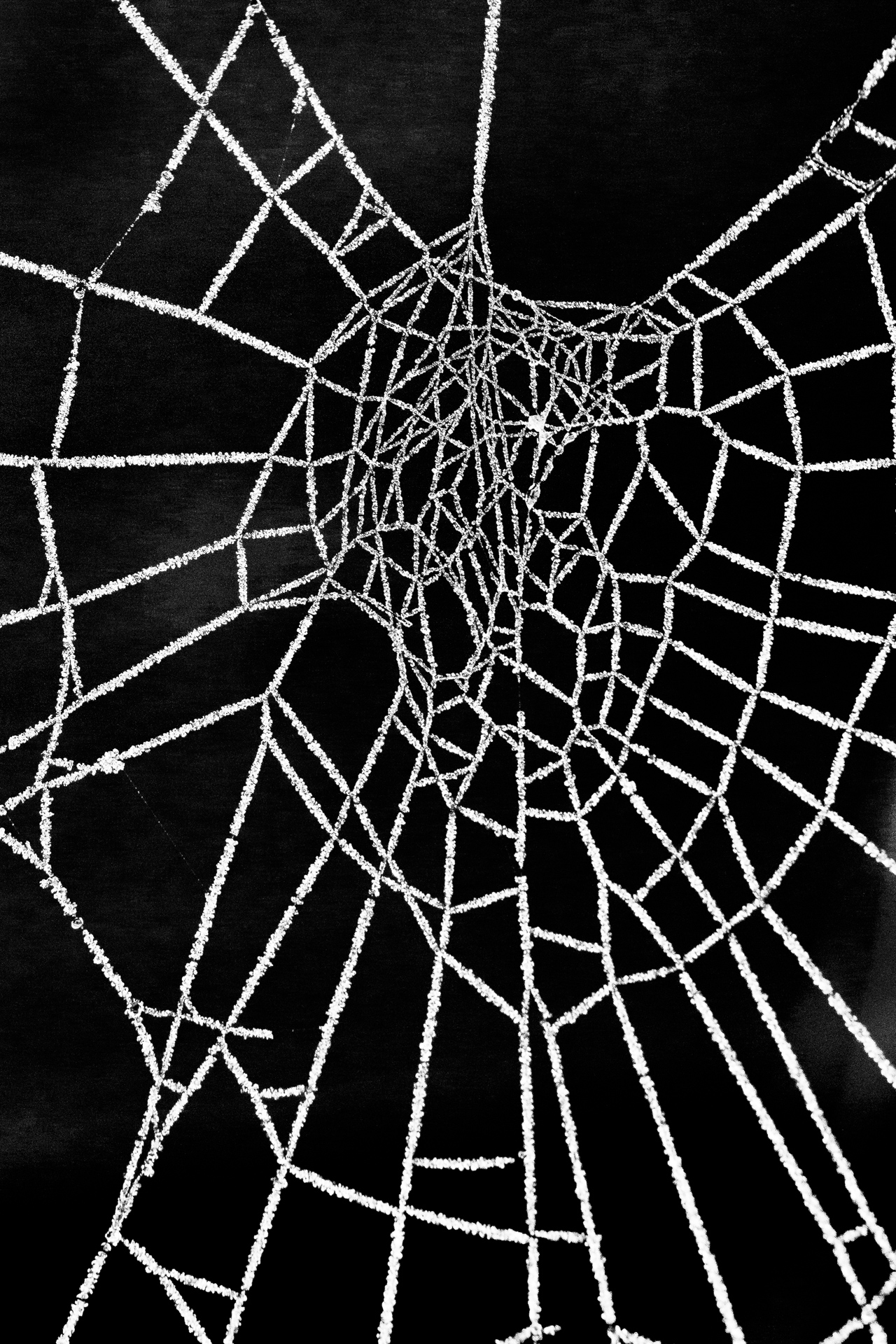 La macrophotographie — photo 13