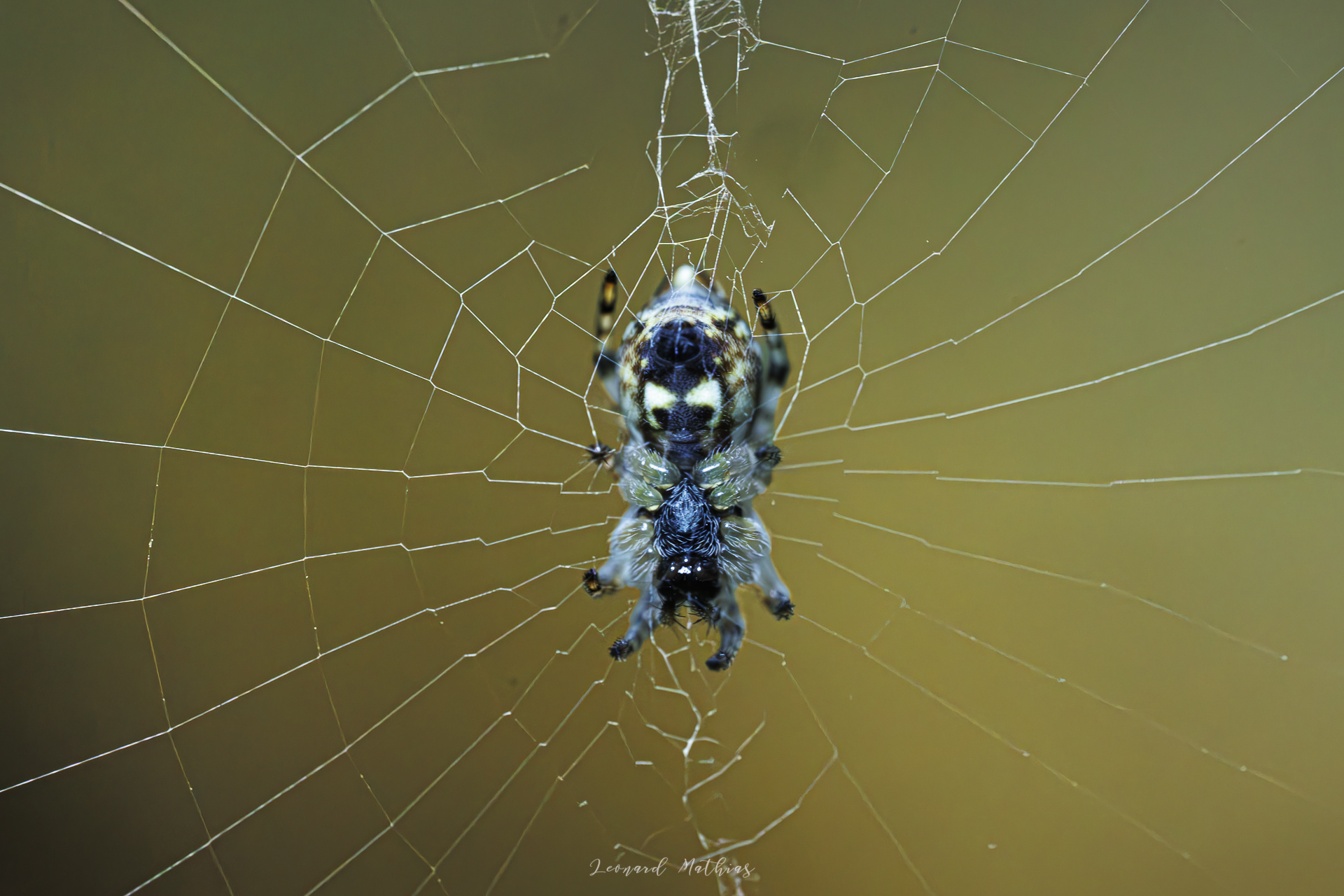 La macrophotographie — photo 14