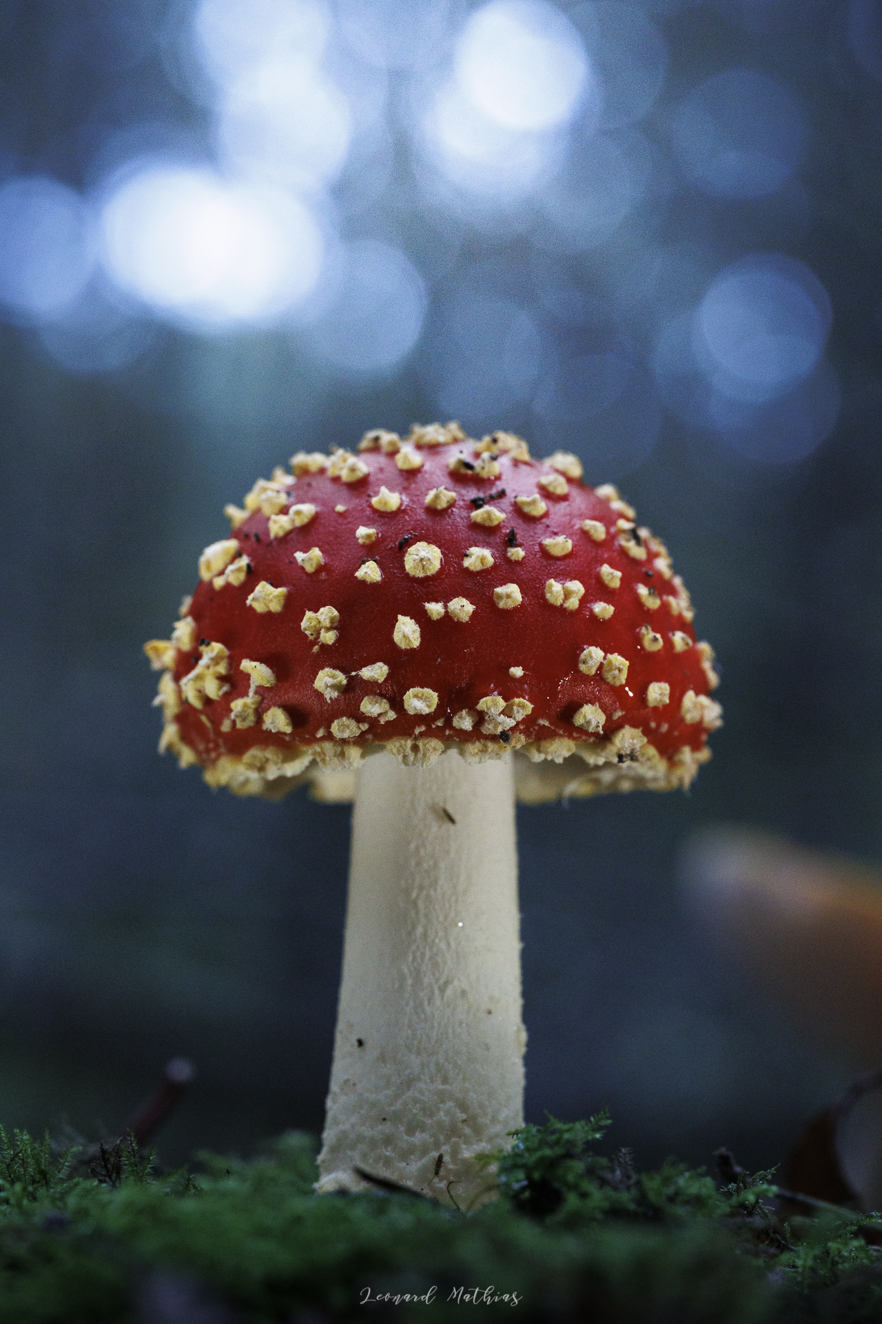 La macrophotographie — photo 15