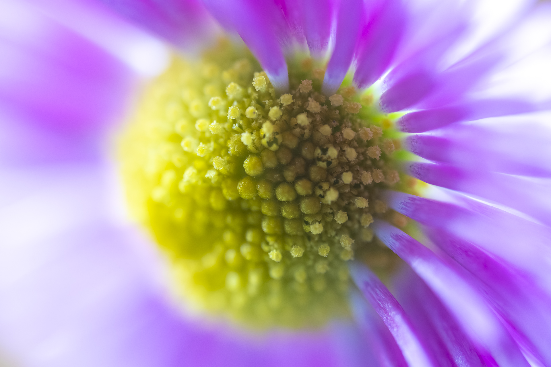 La macrophotographie — photo 16